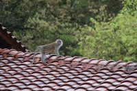 在屋顶上的猴子