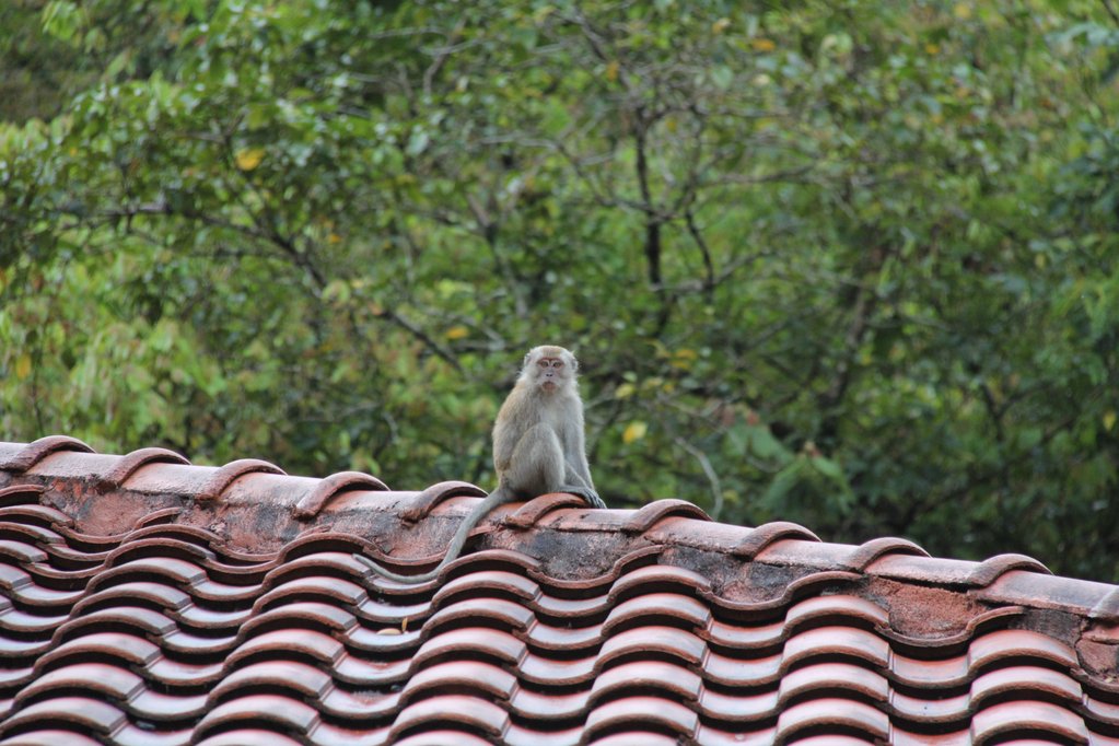 在屋顶上的猴子